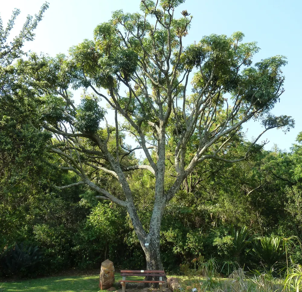 Common Cabbage Tree