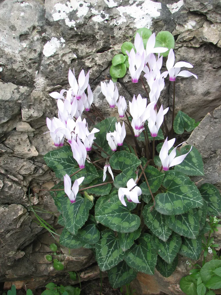 Plant photo