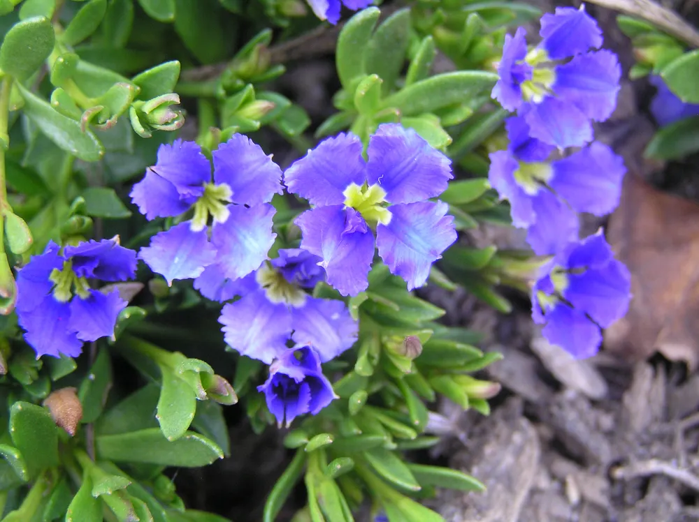Plant photo