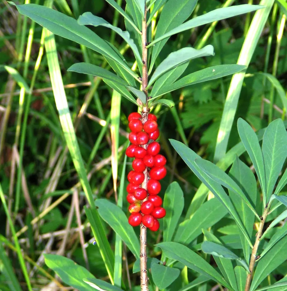 Plant photo