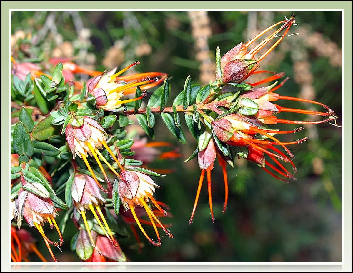 Plant photo