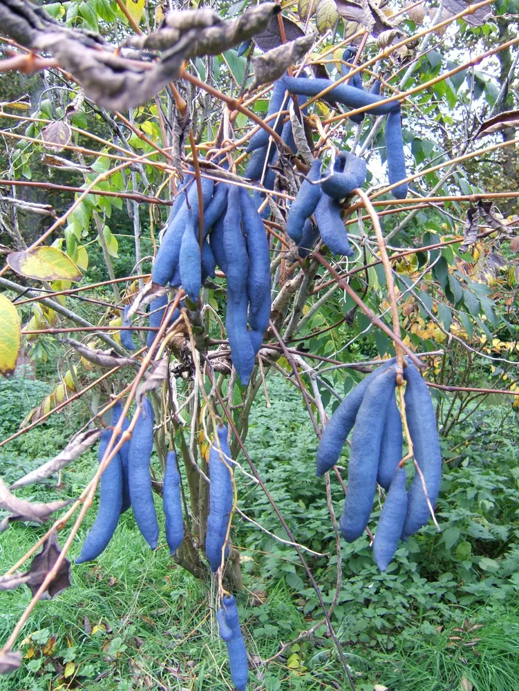 Dead Man's Fingers (Blue Sausage Fruit)