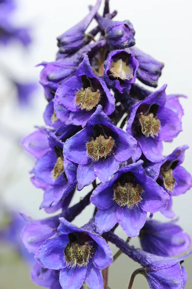 Plant photo
