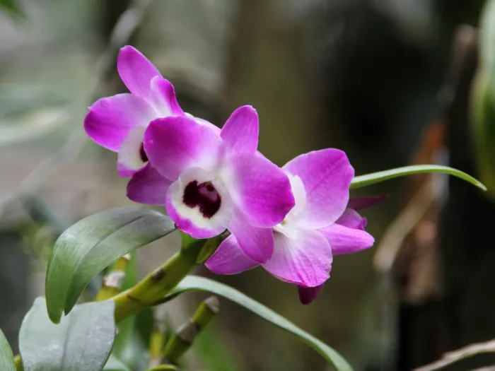 Noble Dendrobium