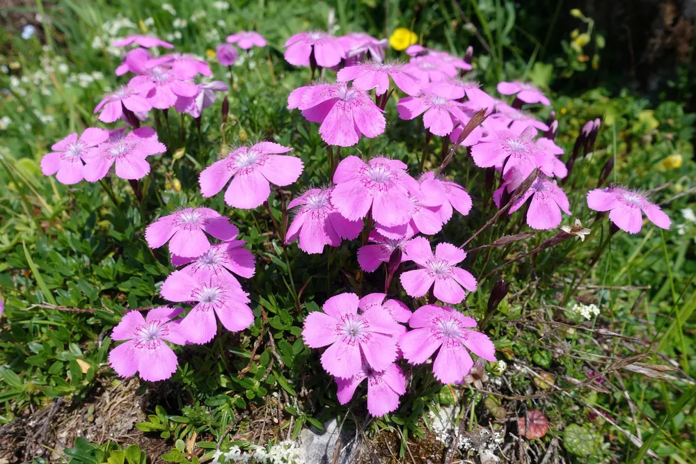 Alpine Pink