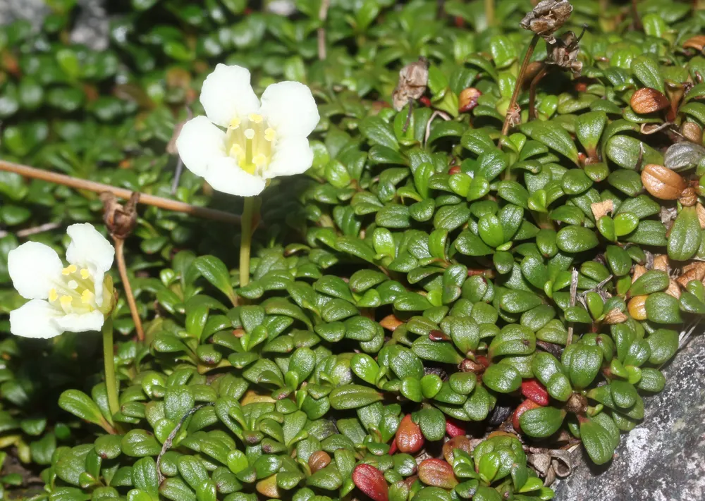 Plant photo
