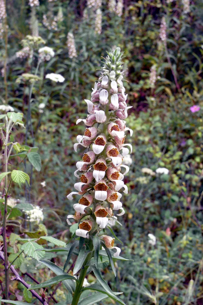Woolly Foxglove