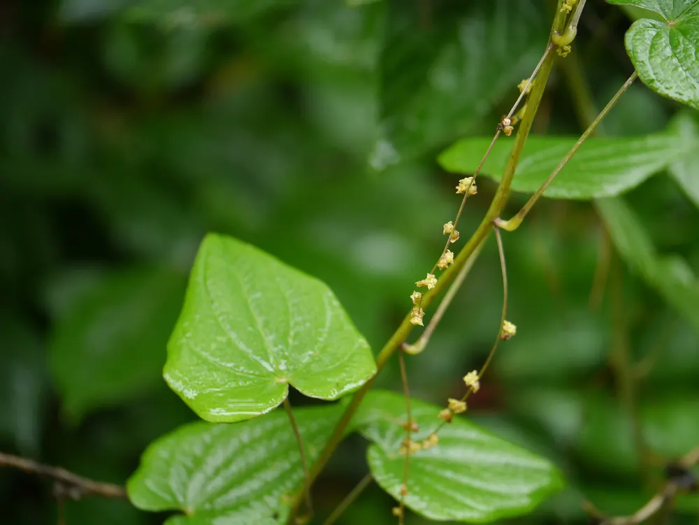 Himalayan Wild Yam