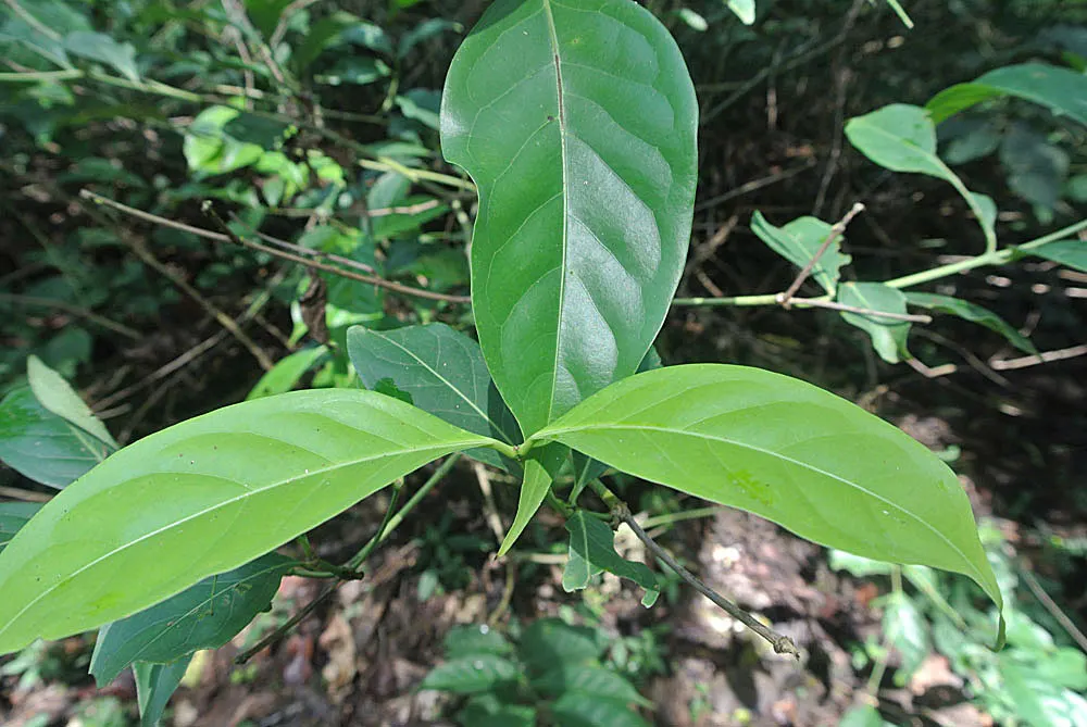 Plant photo