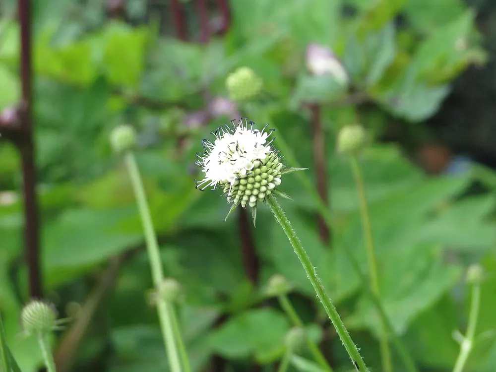 Japanese Teasel