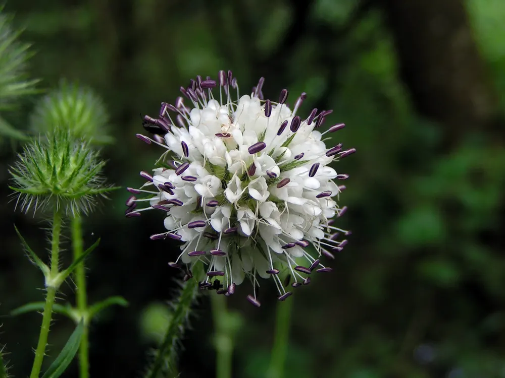 Plant photo