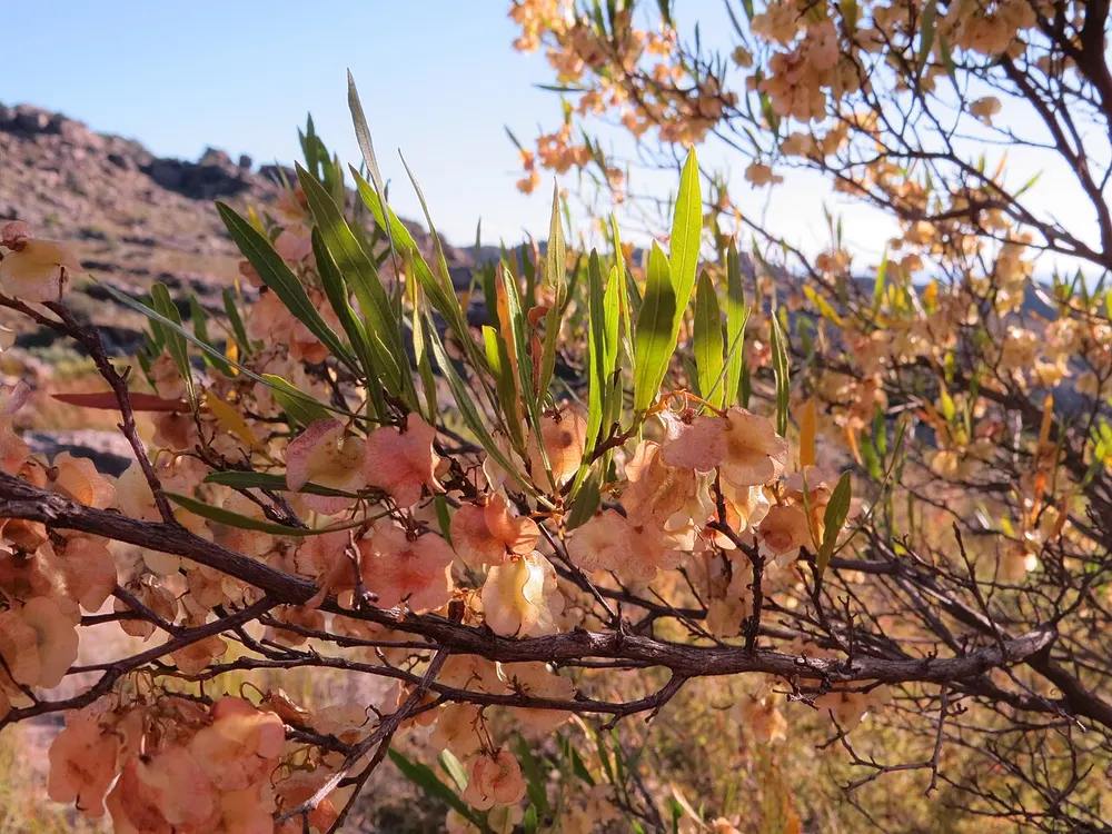 Hopbush