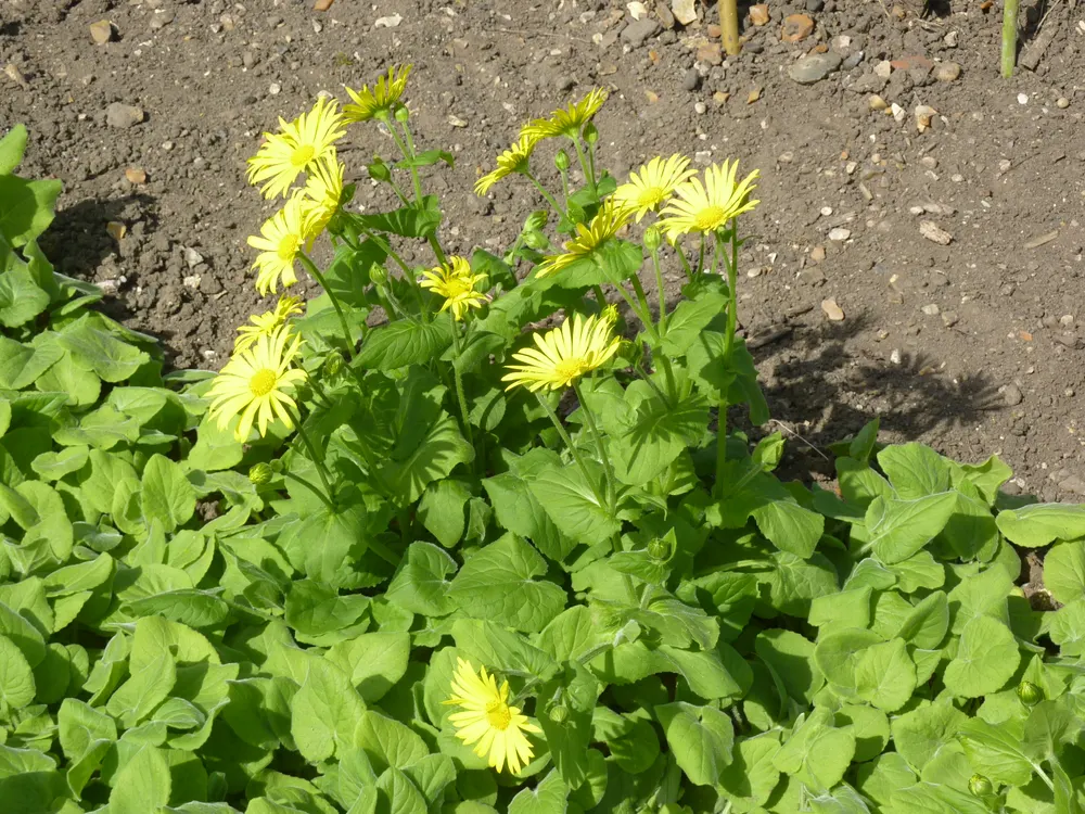 Plant photo