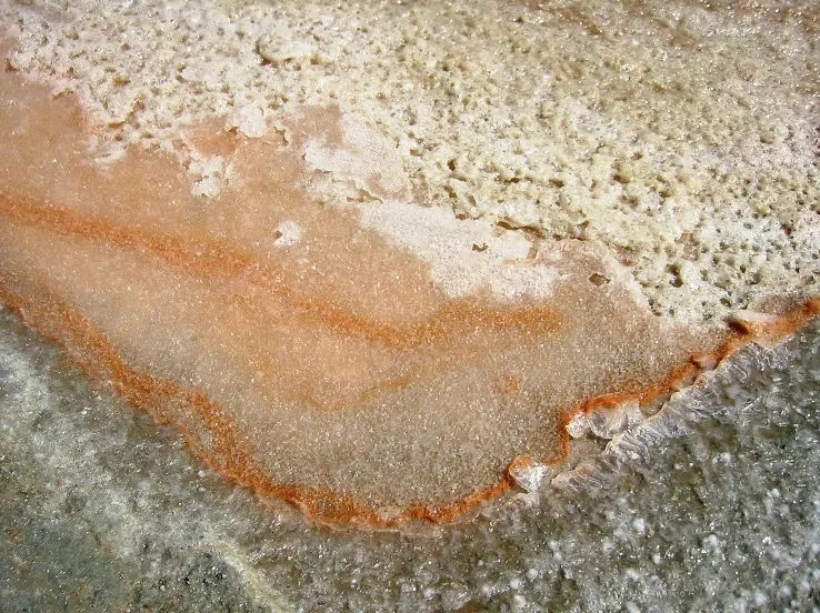 Dunaliella Algae