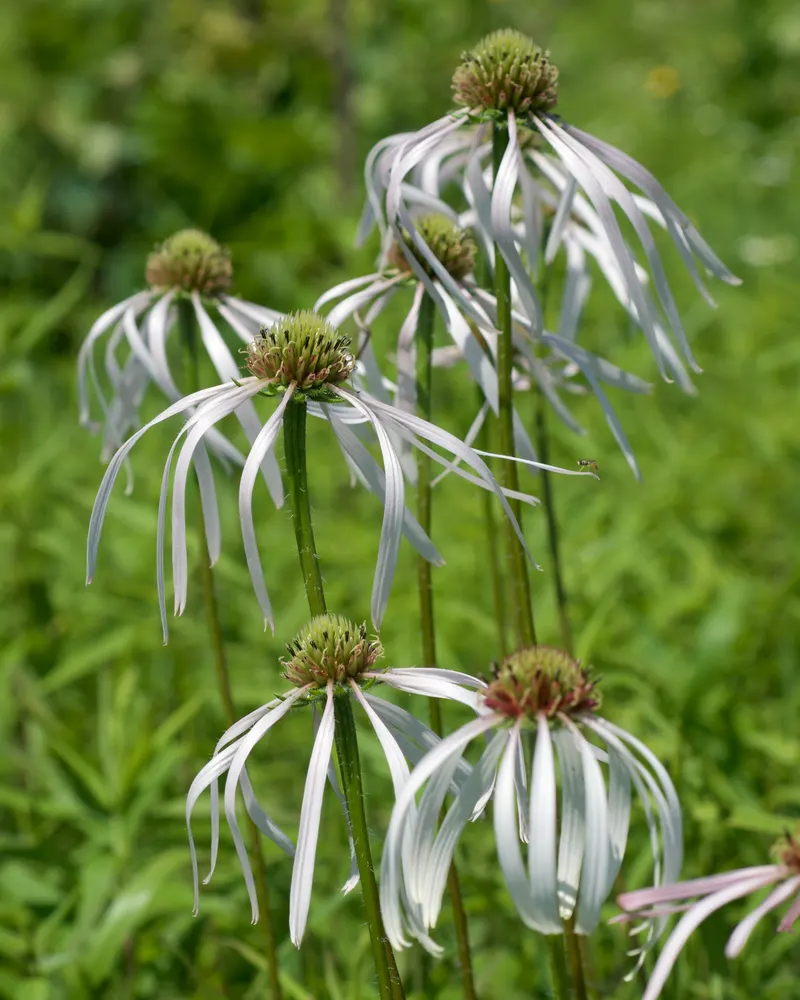 Pale Purple Coneflower