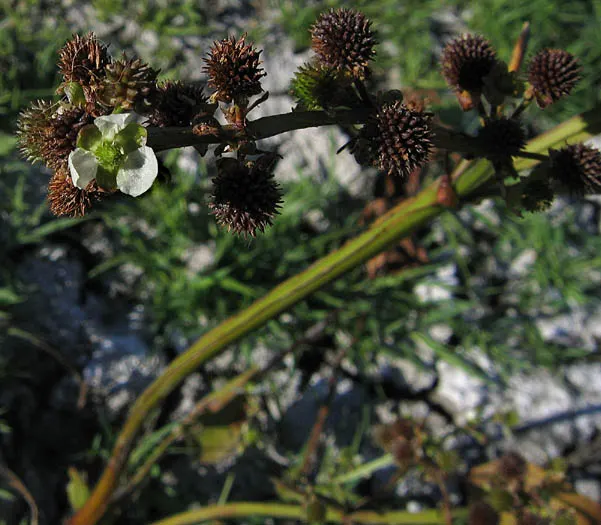 Plant photo