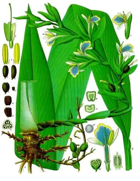 Cardamom