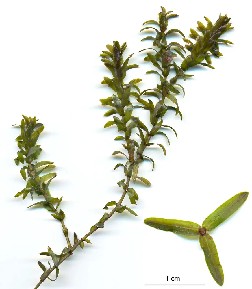 Plant photo