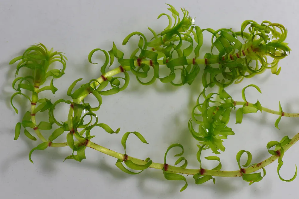 Plant photo