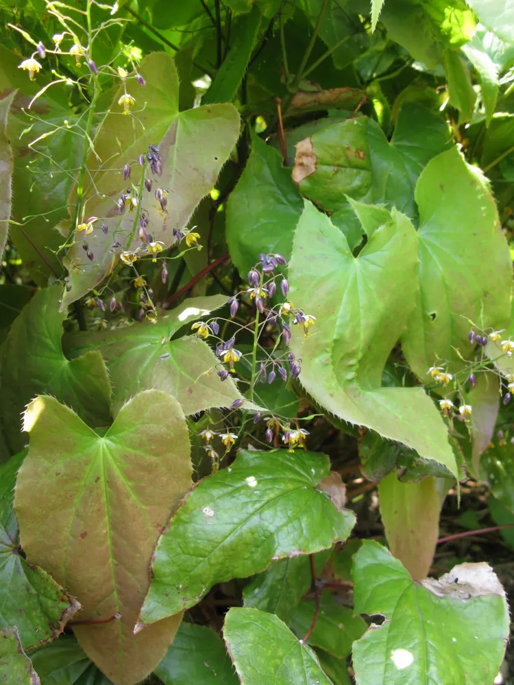 Horny Goat Weed