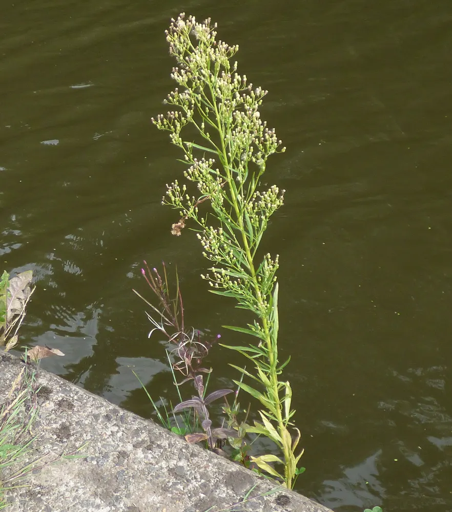 Canadian Fleabane