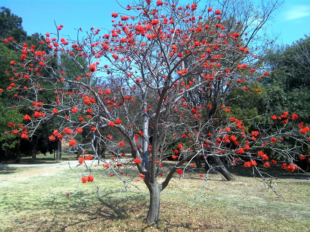 Coral Tree