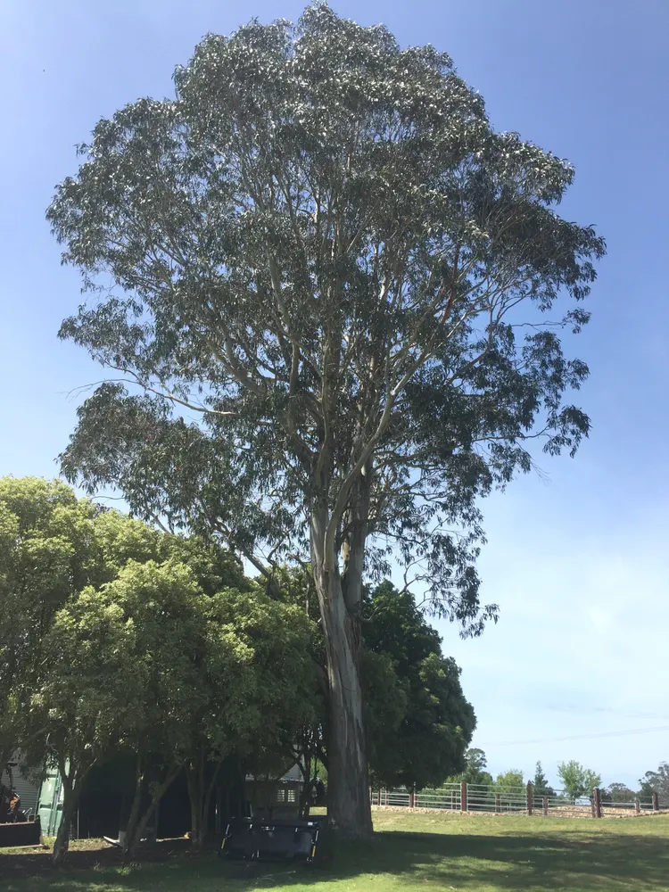 Plant photo