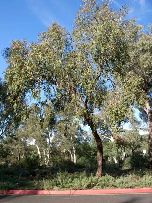 Broad-Leaved Peppermint (Eucalyptus)