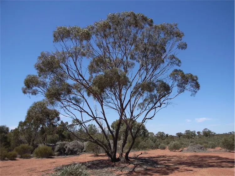 Blue Mallee Eucalyptus