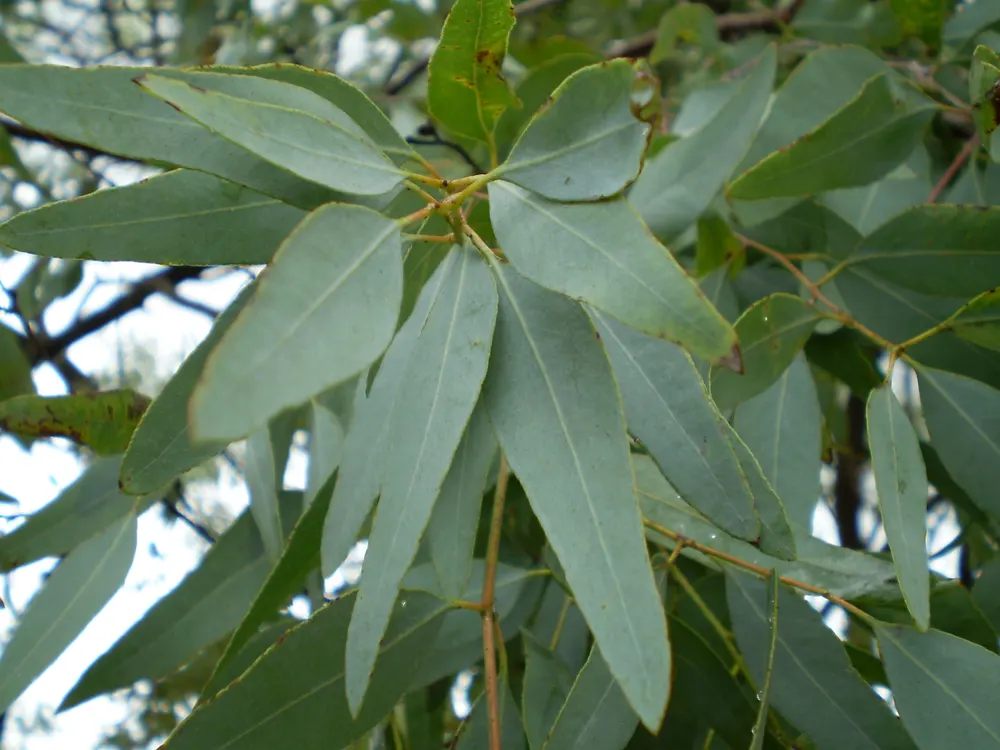 Plant photo