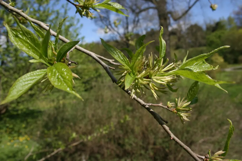 Hardy Rubber Tree