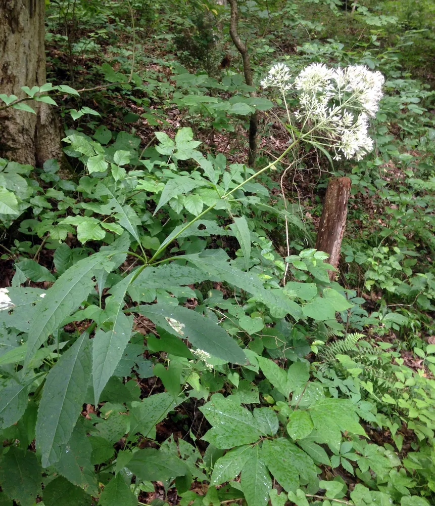 Joe Pye Weed