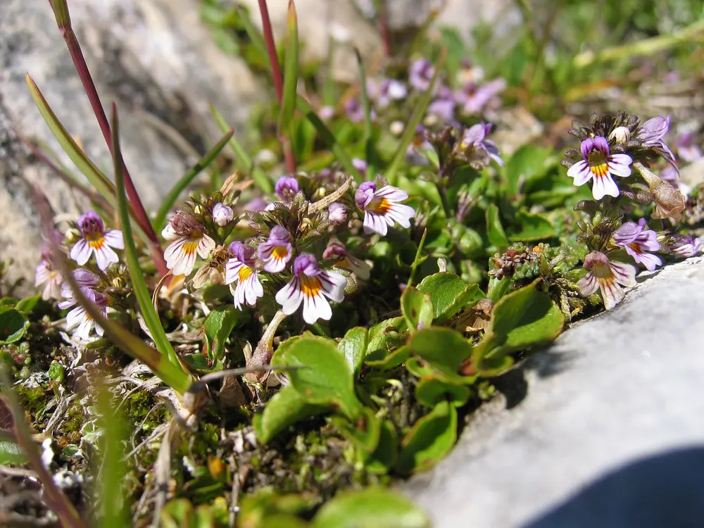 Alpine Eyebright