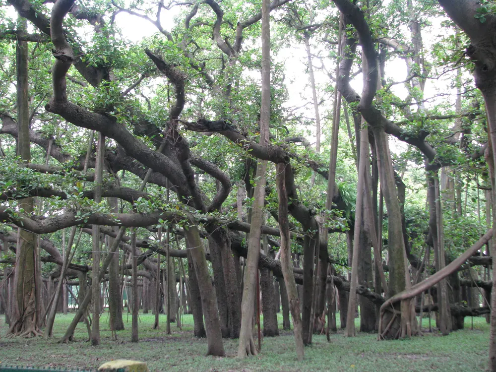 Banyan Tree