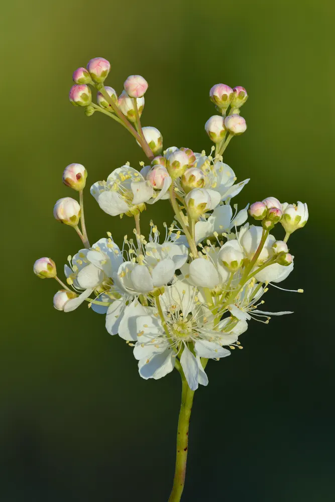 Dropwort
