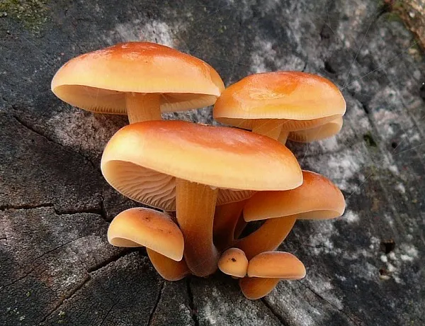 Enoki Mushroom