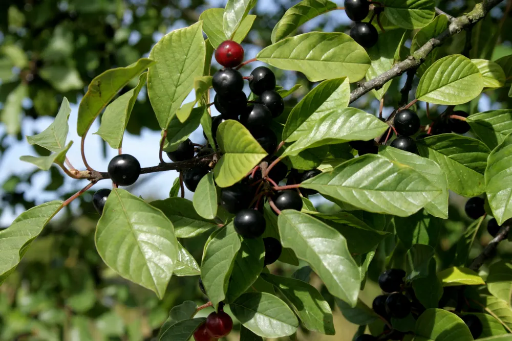 Alder Buckthorn