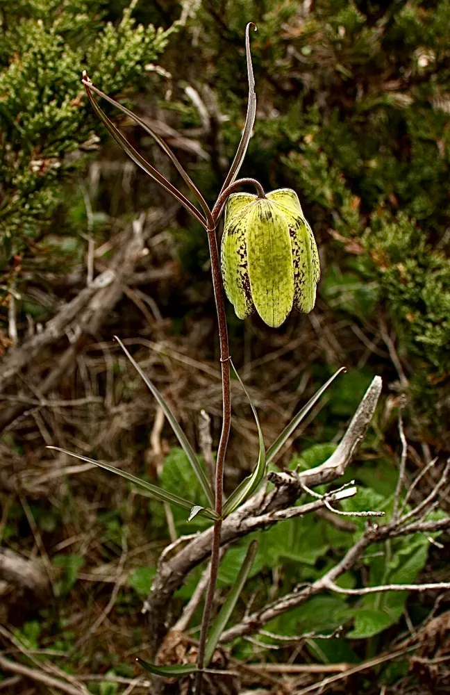 Fritillary Bulb