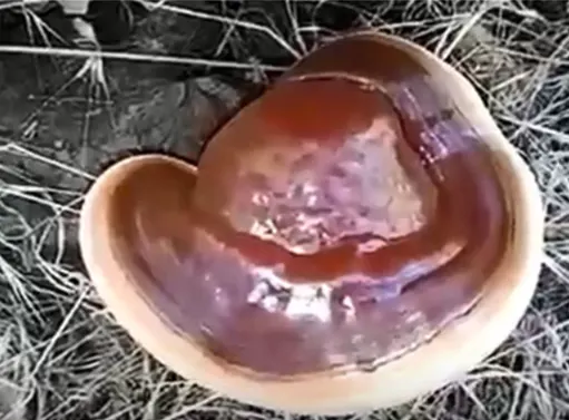 Reishi