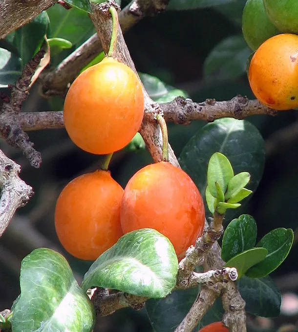 African Mangosteen