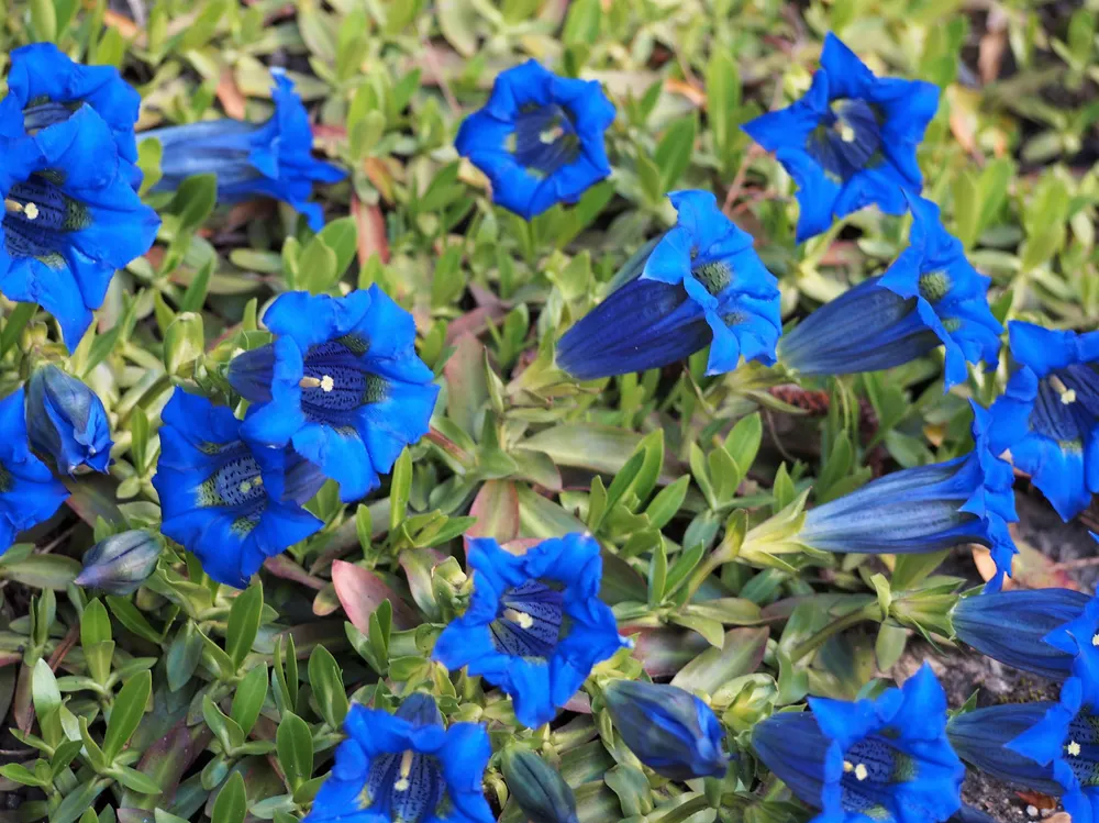 Plant photo