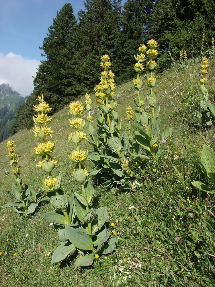 Great Yellow Gentian