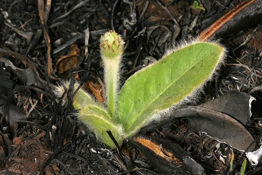Plant photo