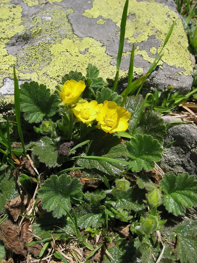 Alpine Avens