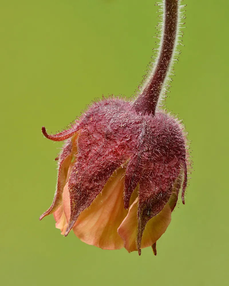 Plant photo