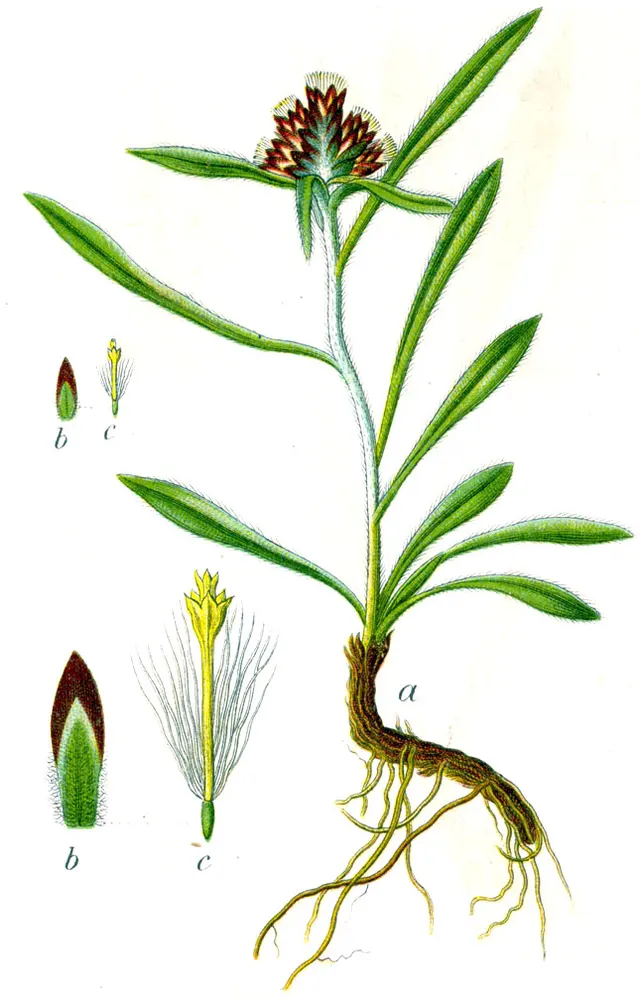 Alpine Cudweed