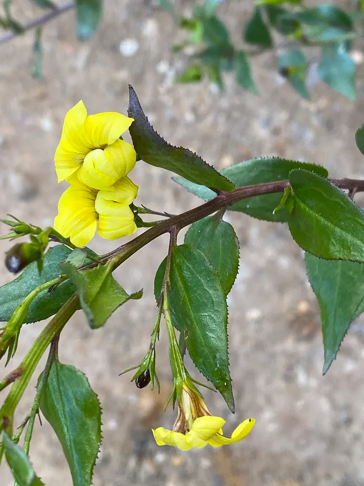 Hop Goodenia