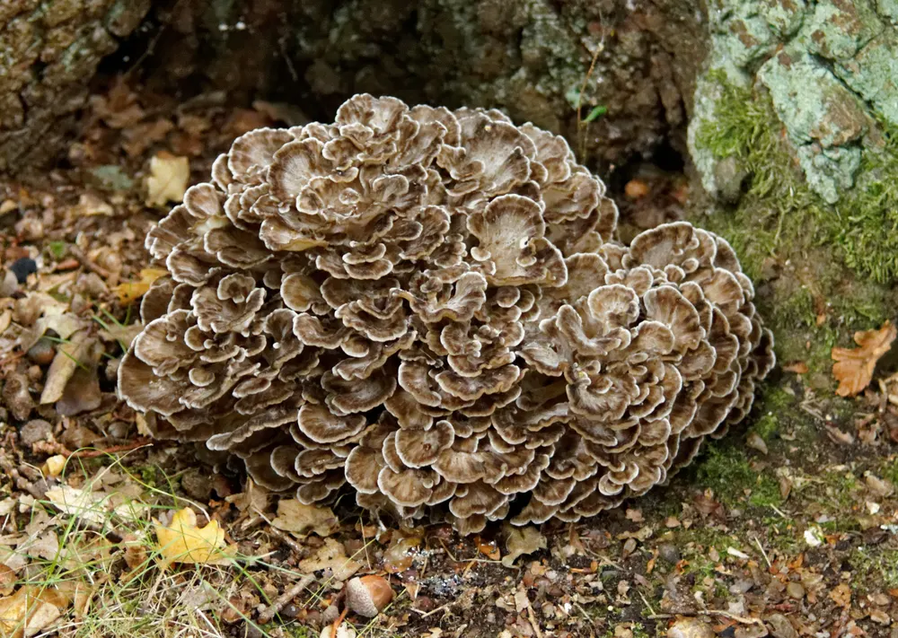 Maitake