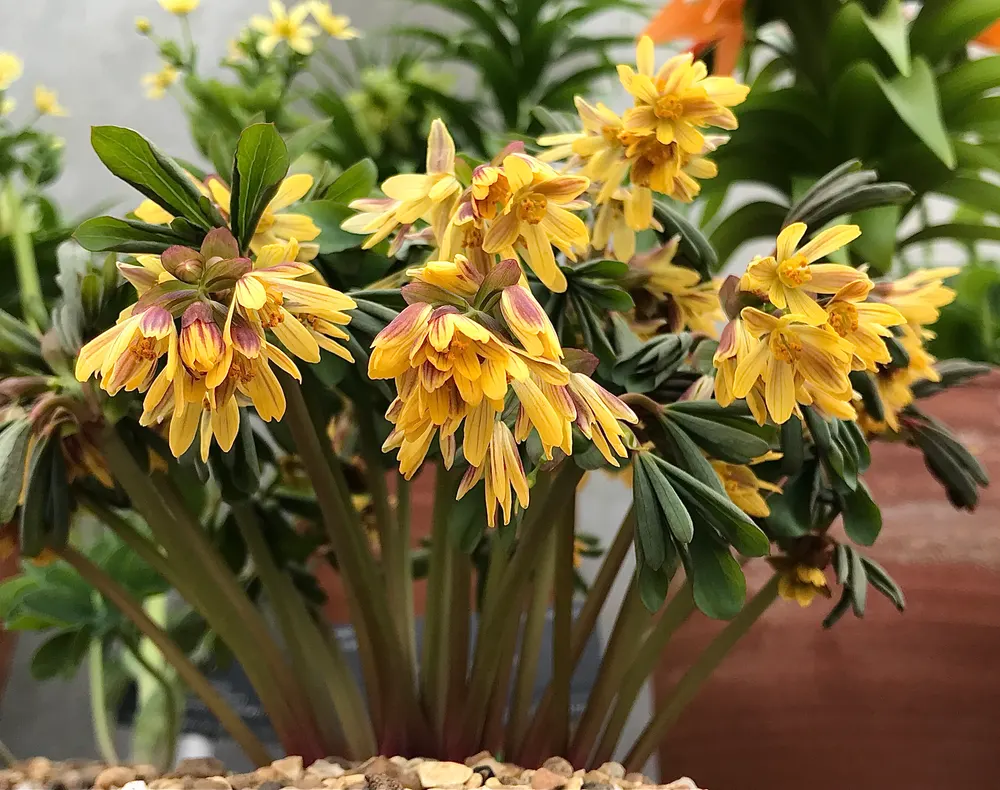 Albert's Gymnospermium