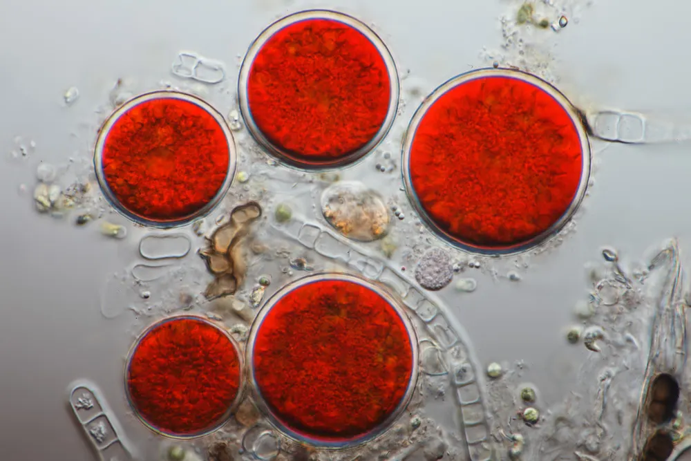 Rain Pool Algae